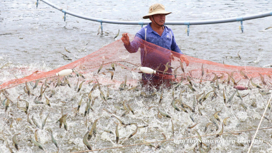 Chất lượng tôm giống vẫn là bài toán khó