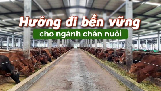 Hướng đi bền vững cho ngành chăn nuôi