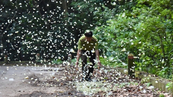 Bản tin Lâm nghiệp ngày 18/3/2024: Du lịch sinh thái rừng tạo thu nhập tốt