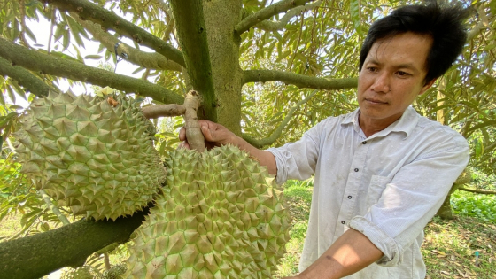 Đi tìm lời giải cho bài toán phát triển 'nóng' ngành hàng sầu riêng