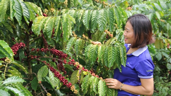 Tái canh cà phê mang lại lợi ích kép cho ngành hàng