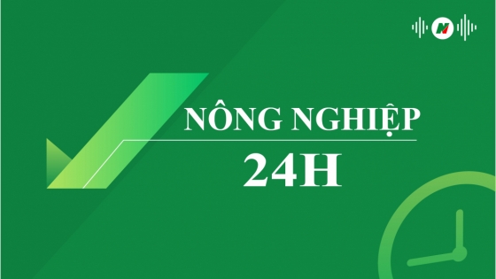 Cấp bách giải phóng hàng nông sản ùn ứ chưa từng có tại Lạng Sơn