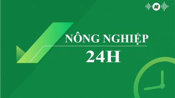 Cần tái canh gần 2500 ha thanh long