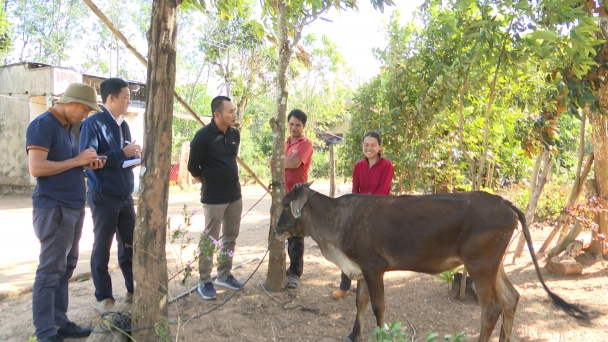 Kỷ luật khiển trách chủ tịch xã vụ cấp bò nhưng chỉ nhận được bê