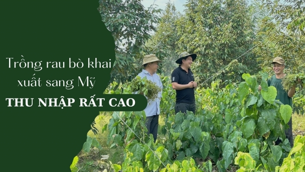 Trồng rau bò khai hữu cơ xuất sang Mỹ, thu nhập rất cao