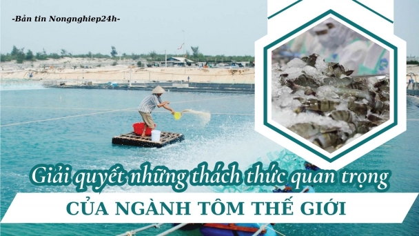 Giải quyết những thách thức quan trọng của ngành tôm thế giới