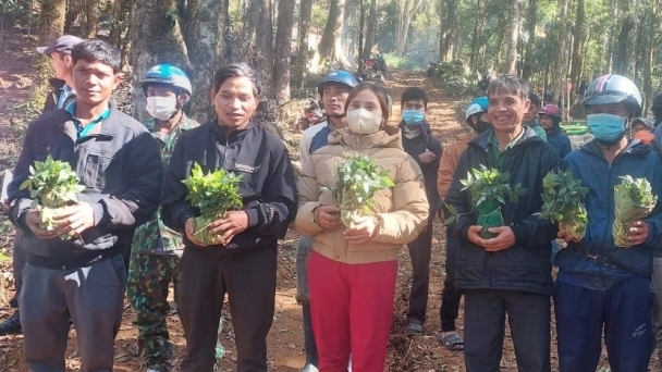 Bản tin Lâm nghiệp ngày 18/12/2023: Cấp phát 12.000 cây giống sâm Ngọc Linh