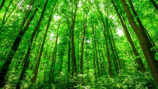 Bản tin Lâm nghiệp ngày 11/6/2024: Kiên trì mục tiêu 'lấy rừng để nuôi rừng'