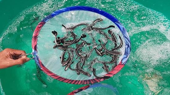 Bản tin Thủy sản ngày 9/8/2024: Chủ động phòng bệnh cho thủy sản