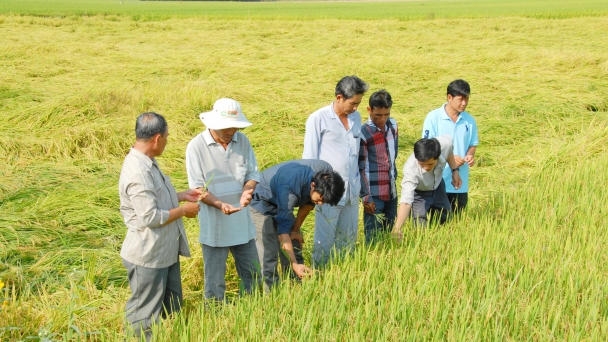 ĐBSCL tưng bừng đón lúa hè thu sớm