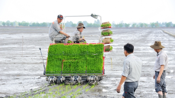 Cơ giới hóa gieo cấy lúa