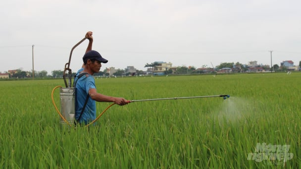 Nam Định: Cẩn trọng sâu bệnh hại lúa