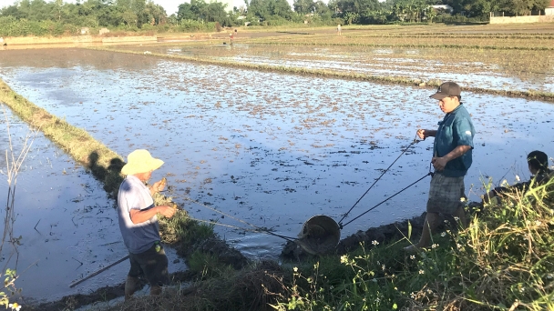 Diện tích lúa hè thu 'vượt rào'