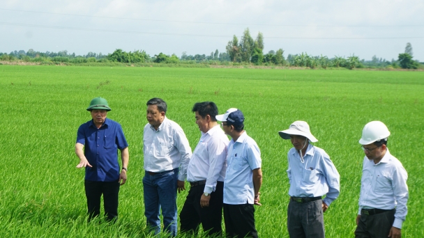 Mở rộng lúa thu đông lên 800.000 ha