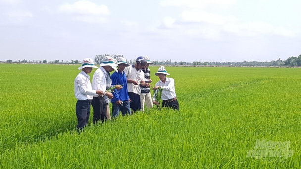 Bạc Liêu: Sâu bệnh hoành hành lúa hè thu