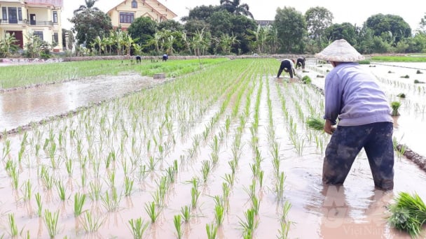 Tập trung chăm sóc và bảo vệ lúa mùa