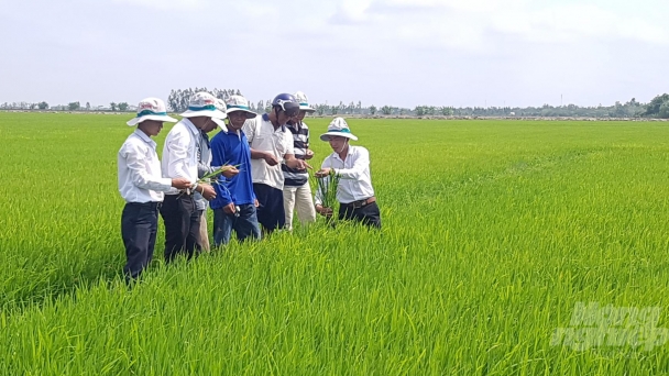 Bạc Liêu: Doanh nghiệp tham gia liên kết sản xuất lúa gạo theo chuỗi