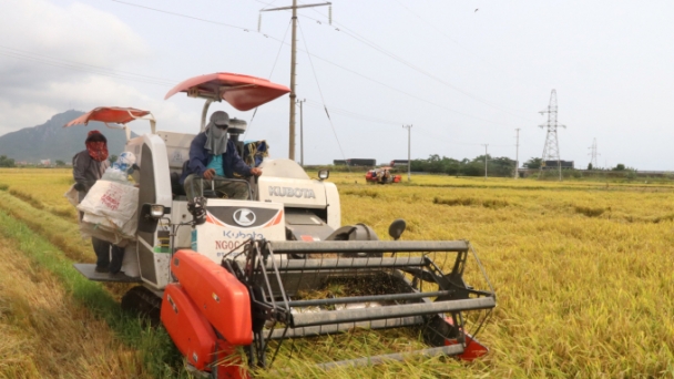 Nam Trung bộ thắng lớn vụ hè thu