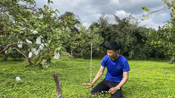Lợi ích từ thảm thực vật trong vườn cây ăn trái