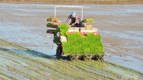 Giá lúa cao, nông dân thần tốc xuống giống vụ hè thu