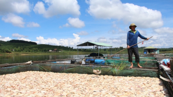 Xác định nguyên nhân cá chết hàng loạt ở sông La Ngà, sông Sài Gòn