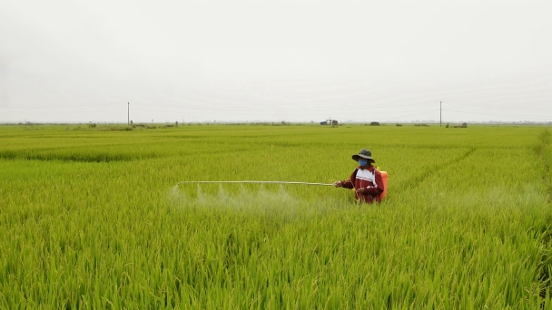 Hơn 1.300 ha lúa hè thu bị sâu bệnh gây hại