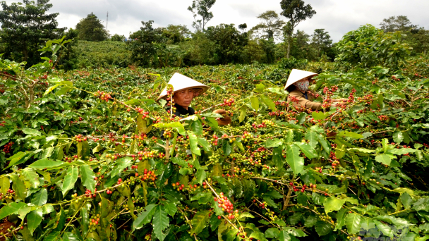 Xây dựng chuỗi giá trị cà phê chè Khe Sanh