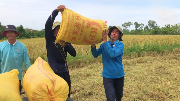 Mưa dầm, lúa đổ, thiếu máy gặt...