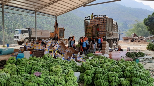 Chợ chuối lớn nhất Tây Bắc đóng băng, nông dân khóc ròng