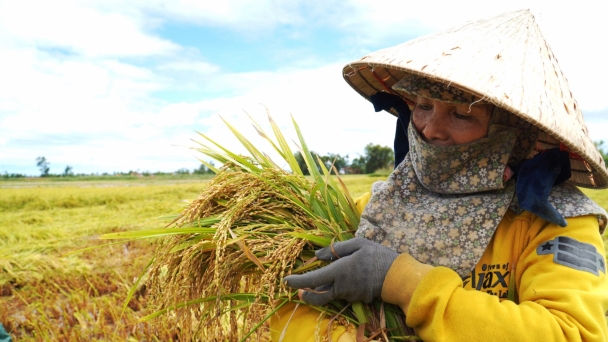 Lúa hè thu miền Trung thiệt hại nặng sau bão