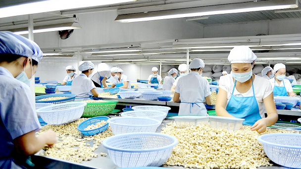 Tiếp sức cải tiến công nghệ cho các cơ sở chế biến điều