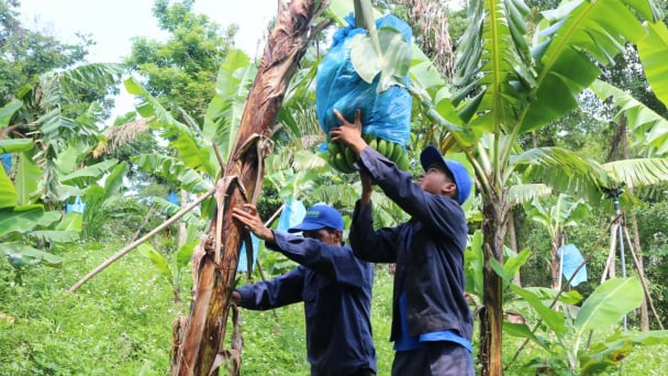Khánh Hòa phê duyệt đề án phát triển nông nghiệp hữu cơ