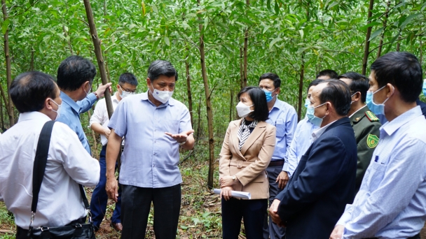 Supporting insurance purchase for FSC-certified plantation forest