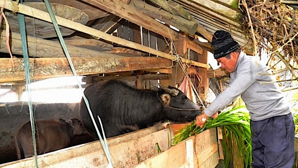 Chống đói rét, quản lý đàn gia súc di cư mùa đông