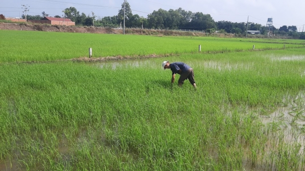 'Hiến kế' diệt lúa ma