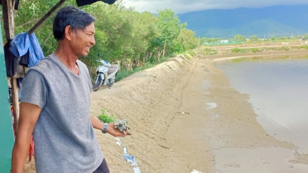 Tôm mới thả, đã chết như ngả rạ