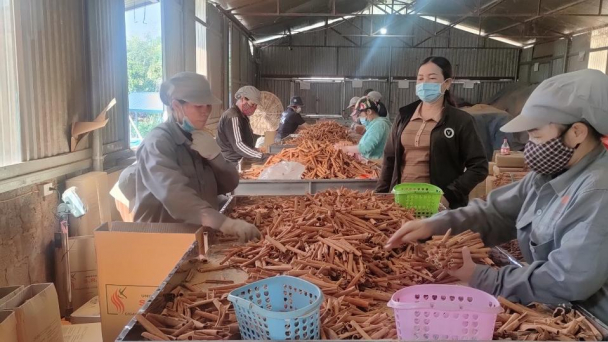 Phụ nữ tự tin làm giàu từ cây quế