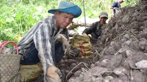 Khoai lang tím mỏi mòn chờ thị trường Trung Quốc