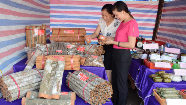 'Thủ phủ quế' Tây Bắc nguy cơ mất thương hiệu
