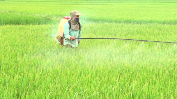 Chú ý phòng trừ sâu bệnh hại lúa hè thu