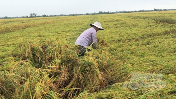 Lúa sắp thu hoạch gặp mưa dông dồn dập, nông dân lòng như lửa đốt