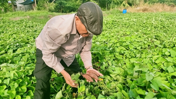 Thủ phủ khoai lang giữ vùng nguyên liệu chờ thị trường lớn