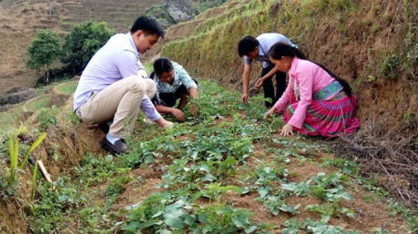 Lào Cai chuyển gần 190ha đất lúa kém hiệu quả sang cây trồng khác