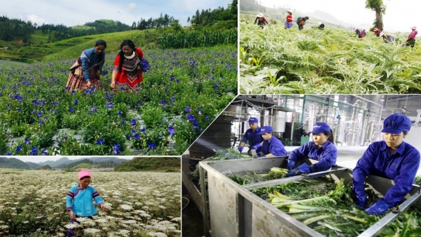 Lào Cai chuyển đổi hơn 2.400ha đất sản xuất kém hiệu quả