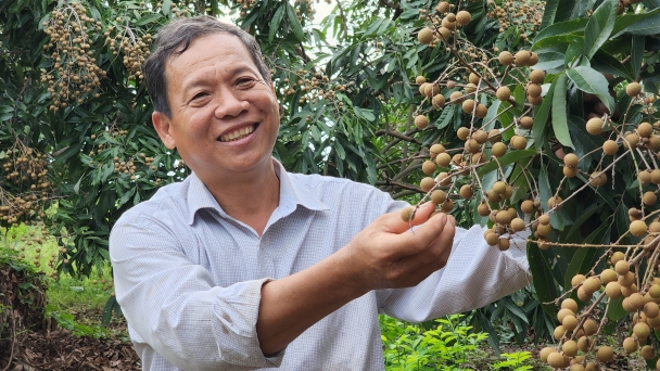 Nhờ làm hữu cơ, nhãn Idor bám rễ 'vương quốc gạch ngói'