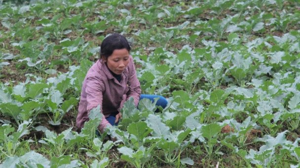 Lào Cai sớm lên kịch bản sản xuất vụ đông