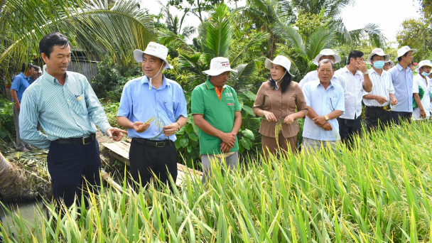 Vinarice và 'mối tình' với nông dân Tháp Mười