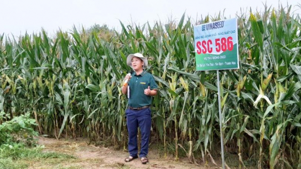 Muốn trồng ngô sinh khối, đã có SSC 586