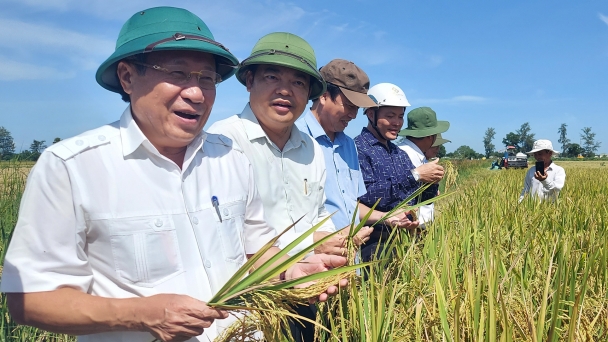 Được mùa lúa hè thu, nông dân vẫn kém vui