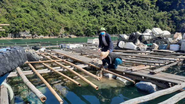 Quảng Ninh tham vọng 8.000 tỷ đồng từ nuôi biển